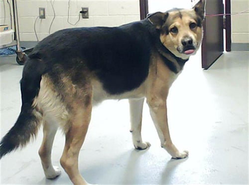 ZEUS - German Shepherd Dog / Siberian Husky available for adoption