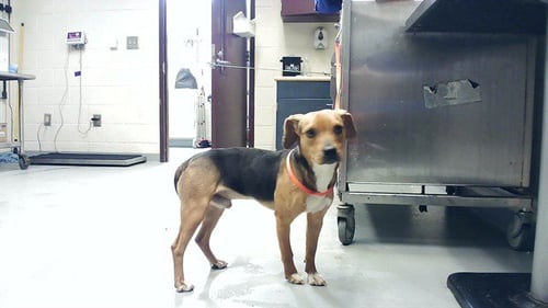 A429248 - Beagle available for adoption