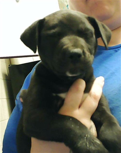 A429254 - Pit Bull Terrier available for adoption