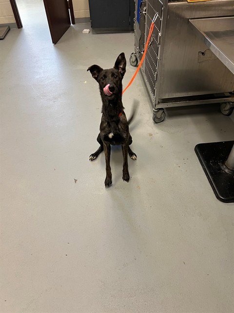 BAILEY - Dutch Shepherd available for adoption