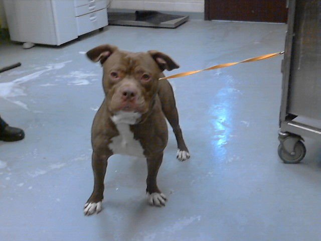 MILO - Pit Bull Terrier available for adoption