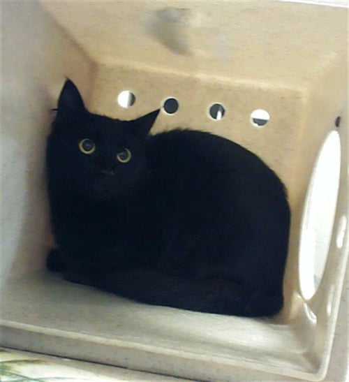 INKY - Domestic Short Hair available for adoption