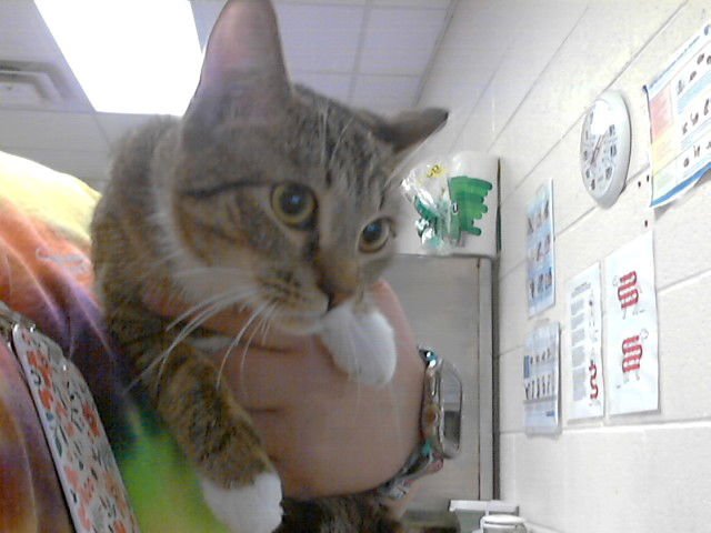 MOXIE - Domestic Short Hair available for adoption