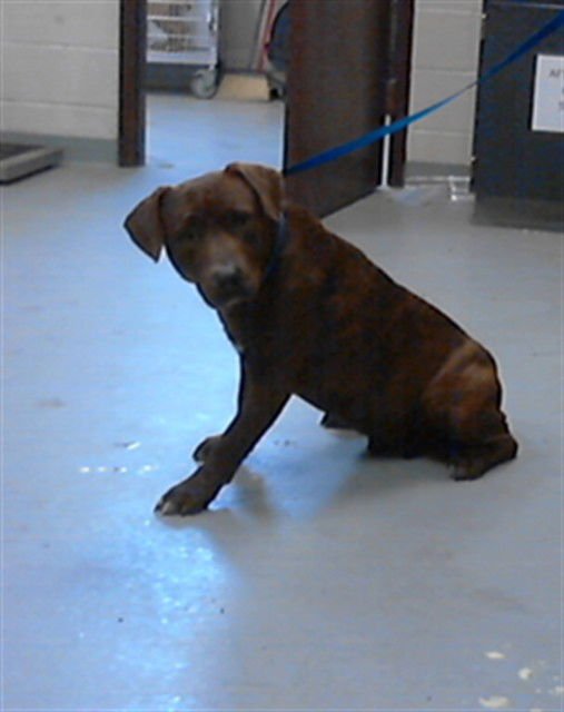 A427240 - Pit Bull Terrier available for adoption