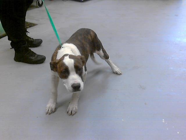 MINGLE - Labrador Retriever available for adoption