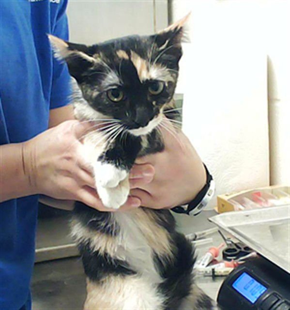 LADY WHISTLEDOWN - Domestic Short Hair available for adoption