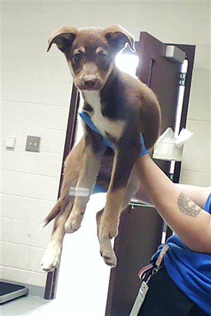 A429174 - Husky available for adoption