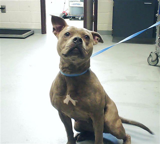 ZOLA MAE - Pit Bull Terrier available for adoption