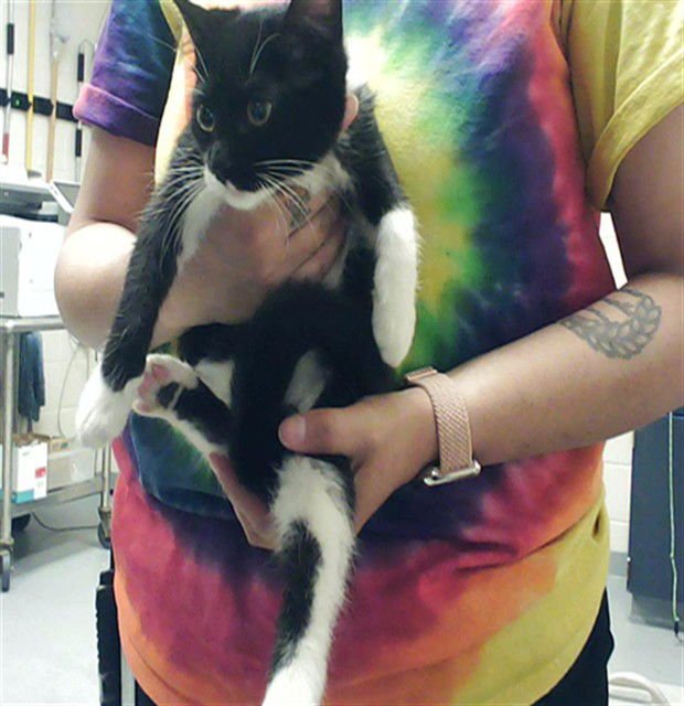 TURTLE - Domestic Short Hair available for adoption