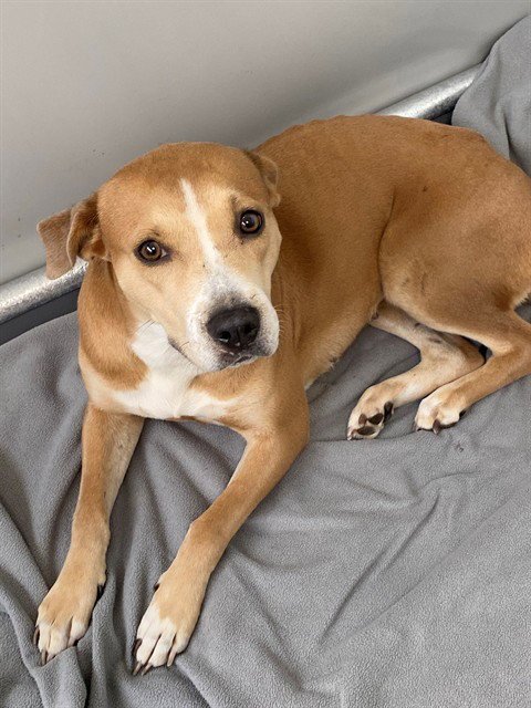 ROSE - Labrador Retriever for adoption in Fayetteville