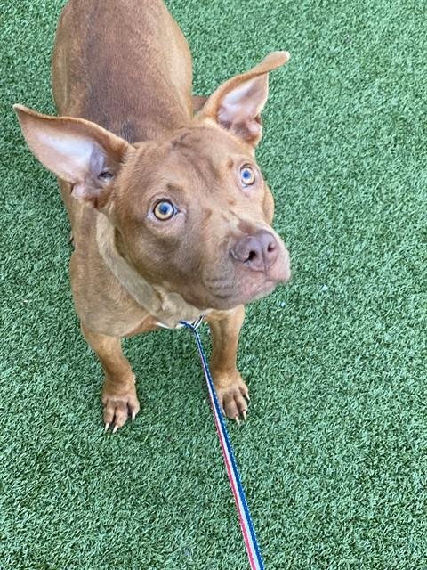 HARPER - Pit Bull Terrier available for adoption