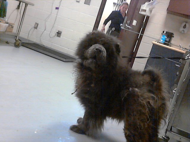 CAMDEN - Chow Chow available for adoption