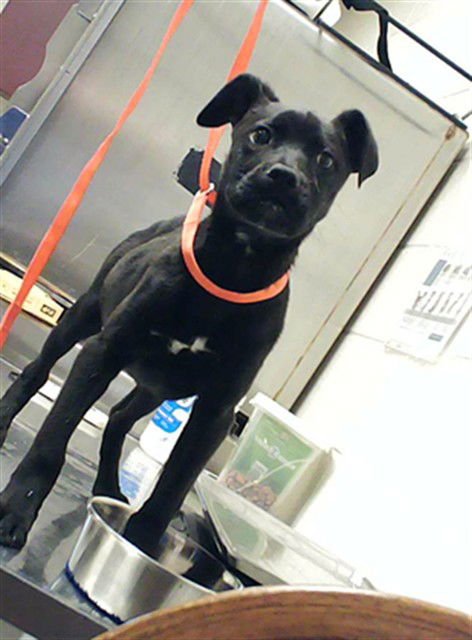 BROOKS - Labrador Retriever available for adoption