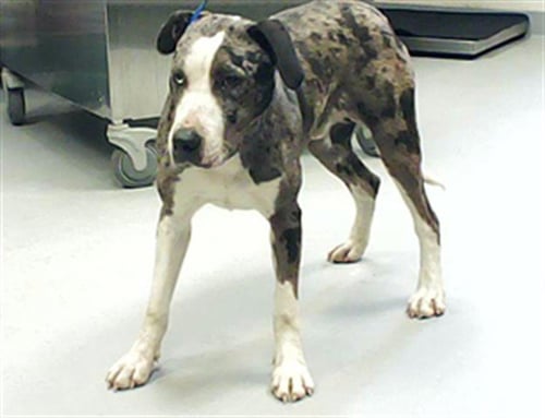 JHIN - Catahoula Leopard Dog available for adoption