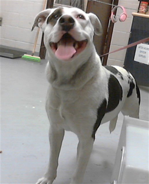 SPOT - Labrador Retriever available for adoption