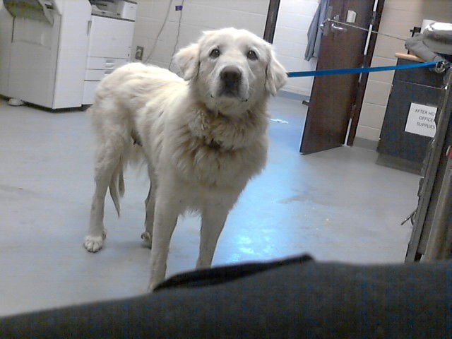 MONET - Great Pyrenees available for adoption