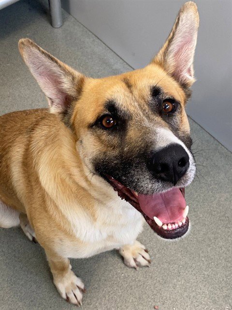 TOAST - German Shepherd Dog / Husky available for adoption