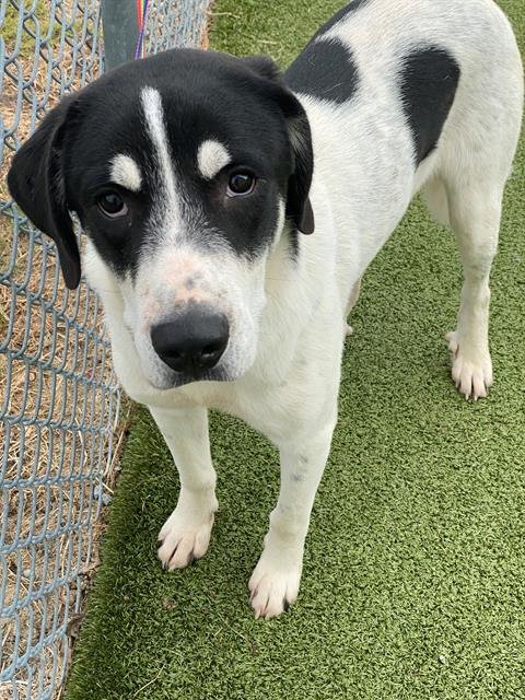 JAKE - Great Pyrenees available for adoption