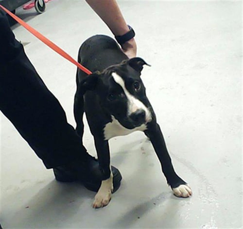 ROGER - Pit Bull Terrier available for adoption