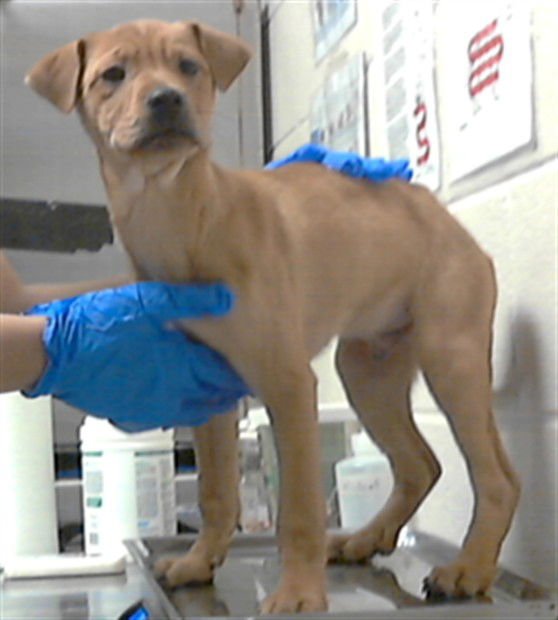 PIXIESTICK - Labrador Retriever available for adoption