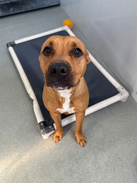 LOLA LOU - Boxer available for adoption