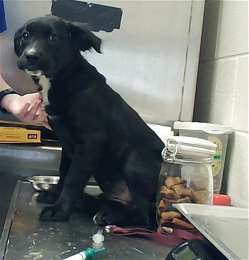 TUX - Labrador Retriever available for adoption