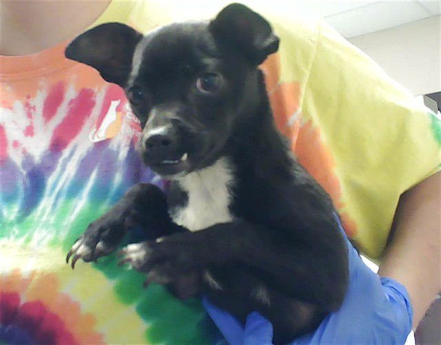A428707 - Rat Terrier available for adoption