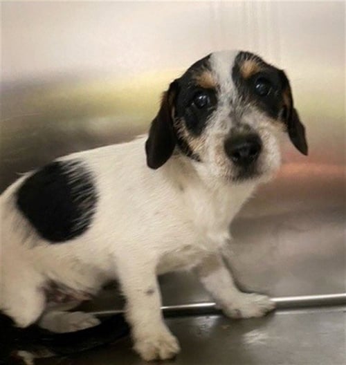 THOR - Norfolk Terrier available for adoption