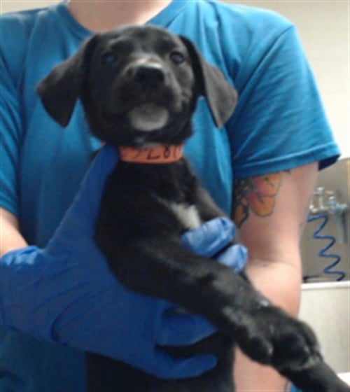 A433928 - Labrador Retriever available for adoption