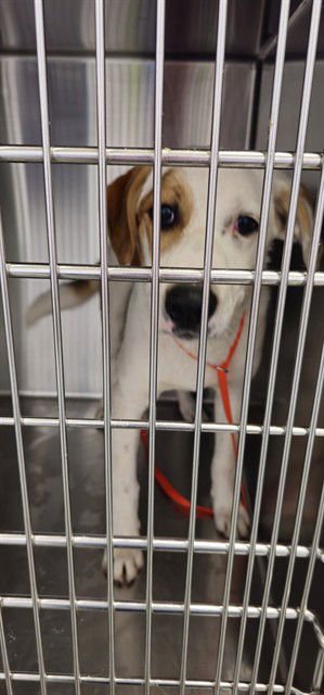 A428250 - Beagle available for adoption