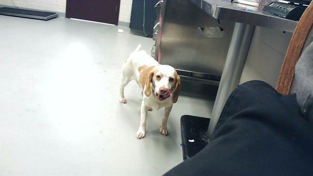 ATLAS - Basset Hound / Beagle available for adoption