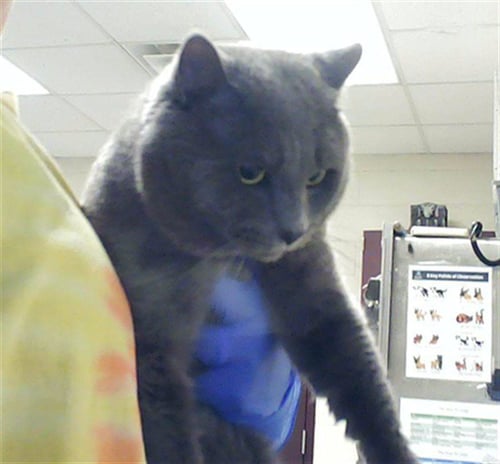 JINX - Domestic Medium Hair for adoption in Fayetteville