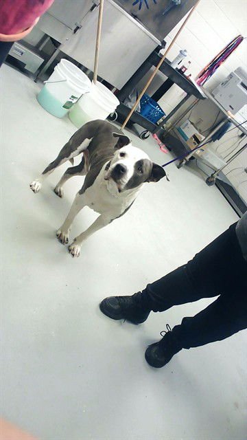 DYSON - Pit Bull Terrier available for adoption