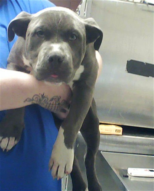 MACK - Pit Bull Terrier available for adoption