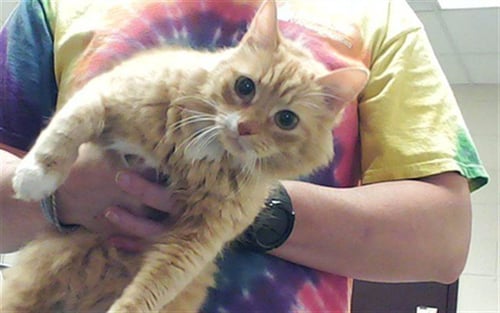 A430414 - Domestic Medium Hair for adoption in Fayetteville