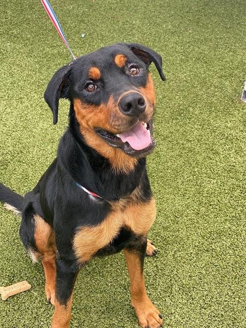 ISABELLA - Rottweiler for adoption in Fayetteville
