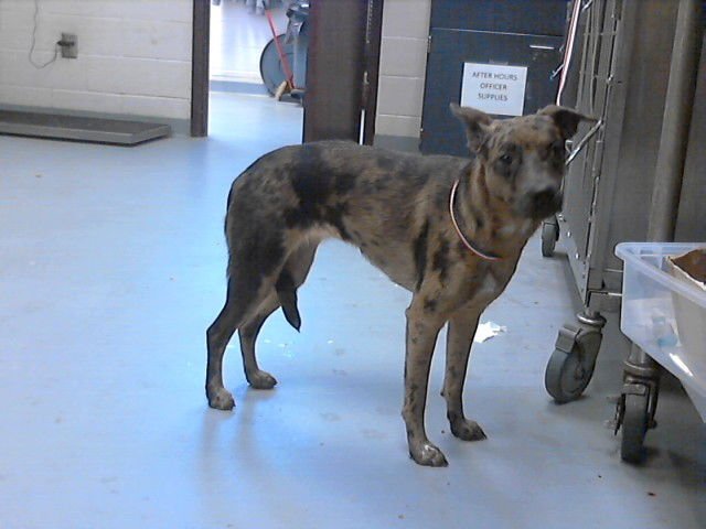 SEASALT - Labrador Retriever available for adoption