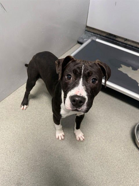 TUTTI FRUTTI - Pit Bull Terrier available for adoption