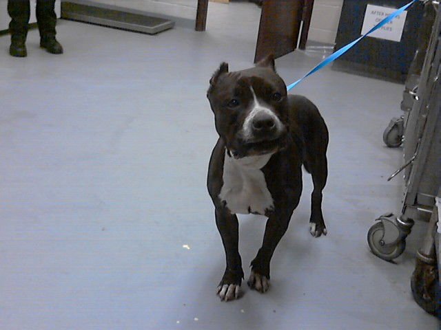 THORN - Pit Bull Terrier available for adoption