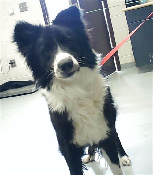 BINGO - Australian Shepherd available for adoption