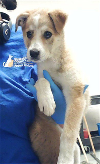 A429175 - Husky available for adoption