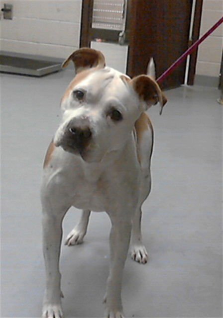 LULU - Pit Bull Terrier available for adoption