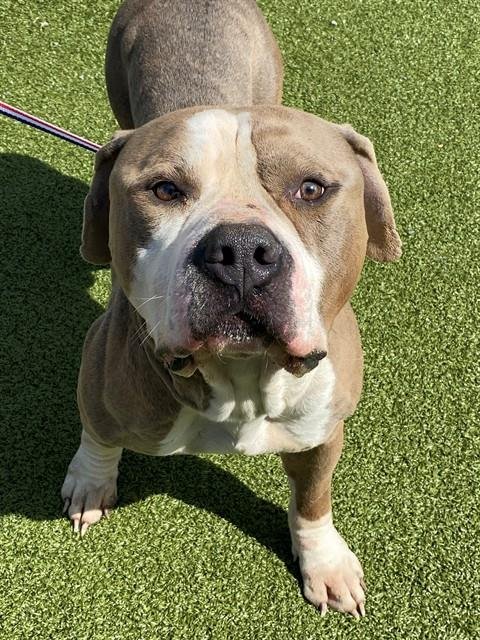 MILO - Pit Bull Terrier available for adoption