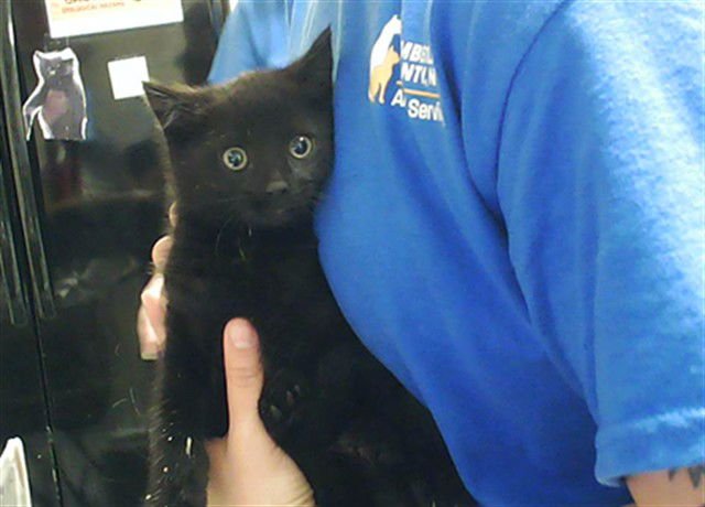 LORD FEATHERINGTON - Domestic Short Hair available for adoption