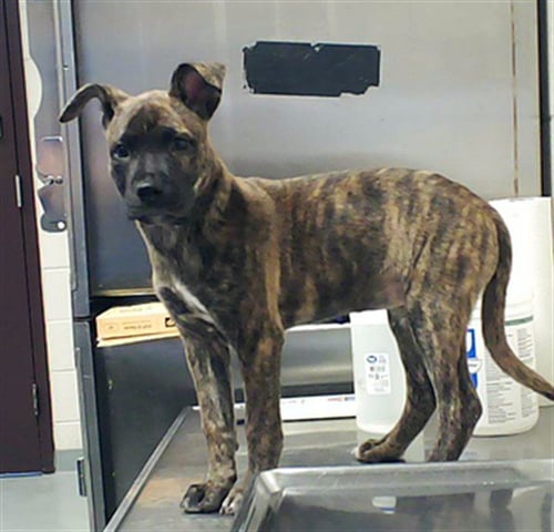 LEVITICUS - Pit Bull Terrier available for adoption