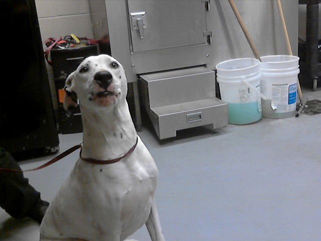 ZACHARIAH - Pit Bull Terrier available for adoption