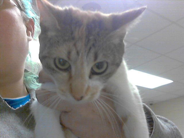 CINCO - Domestic Short Hair available for adoption