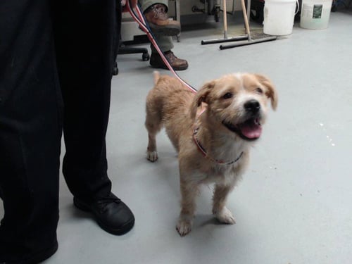 MARIANA - Wirehaired Fox Terrier / Pembroke Welsh Corgi available for adoption