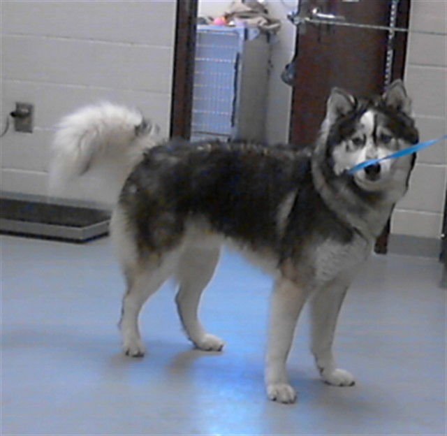 WILLIE - Siberian Husky available for adoption