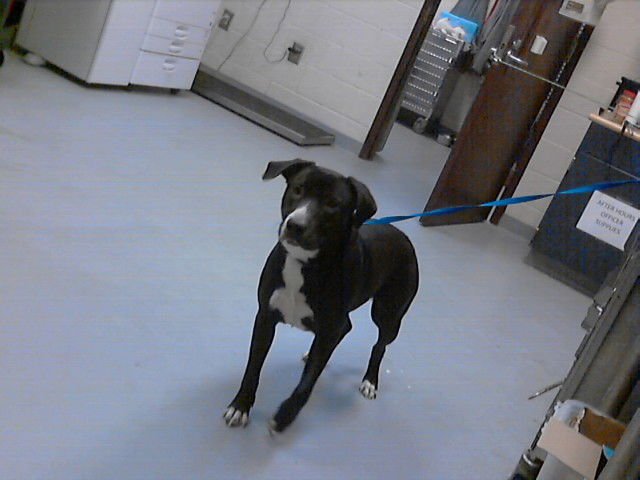 PANDORA - Pit Bull Terrier available for adoption